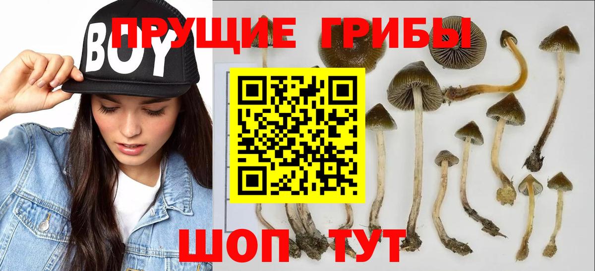 Галлюциногенные грибы Magic Shrooms  Галлюциногенные грибы Magic Shrooms  купить закладку  Муравленко  Вход с VPN 